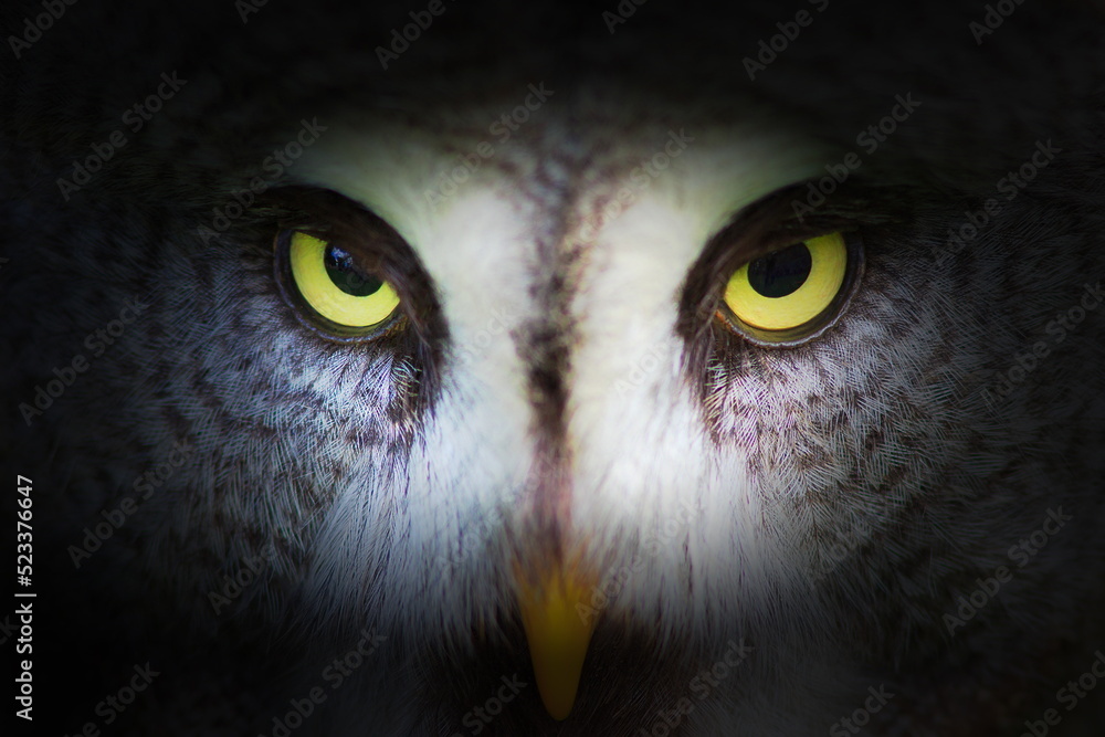 male great grey owl (Strix nebulosa) close look into the eyes