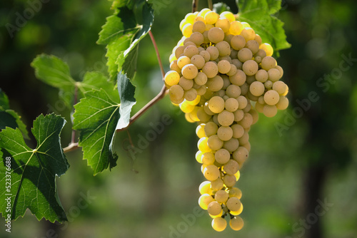 Brush white grapes blurred background. Ripe yellow grapes close up view. A bunch of grapes before harvest. Beautiful vine on a green background. Ripe grapes in the sun. photo