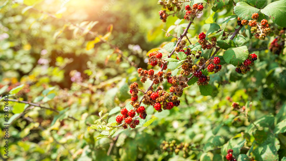 Obraz premium blackberries on a green branch in the forrest, close up
