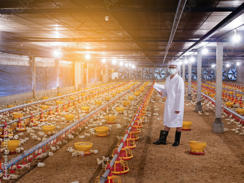 Woman stand in the chicken farming business