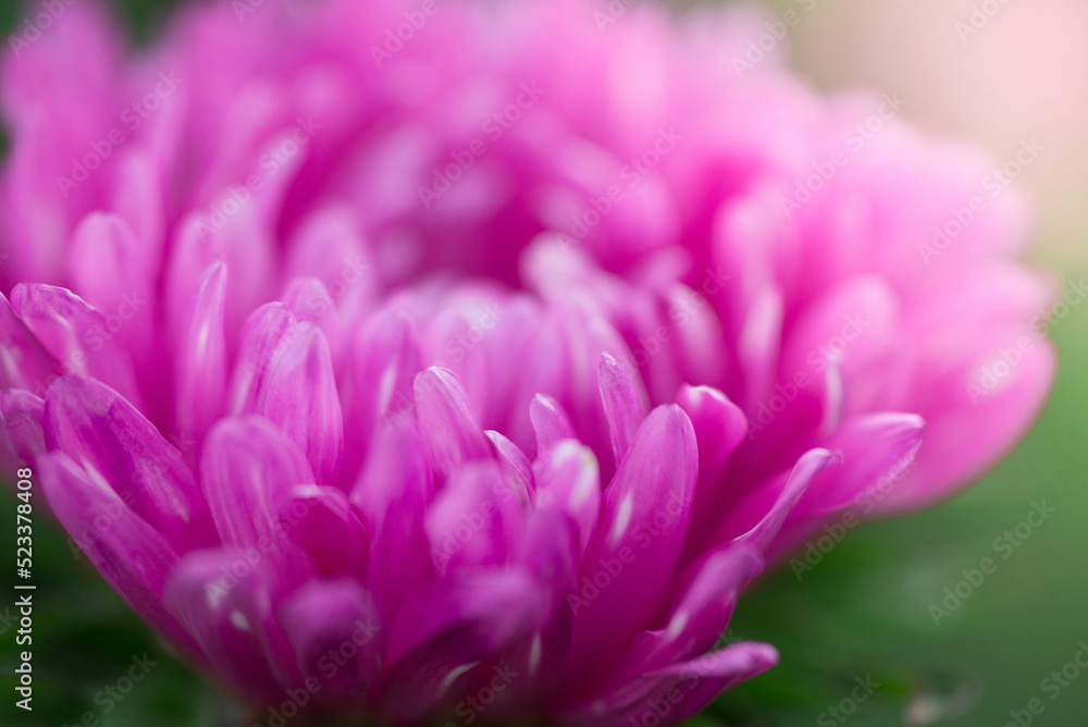 Macro photo of a pink chrysanthemum in nature. Macro photo of a pink chrysanthemum in nature.