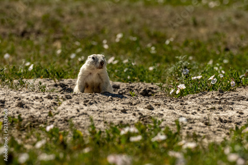 Wallpaper Mural prairie dog on the ground Torontodigital.ca