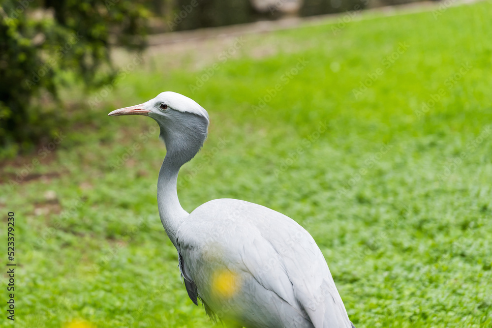 Fototapeta premium African blue crane close-up on a green grass background