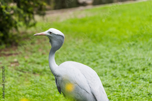 African blue crane close-up on a green grass background