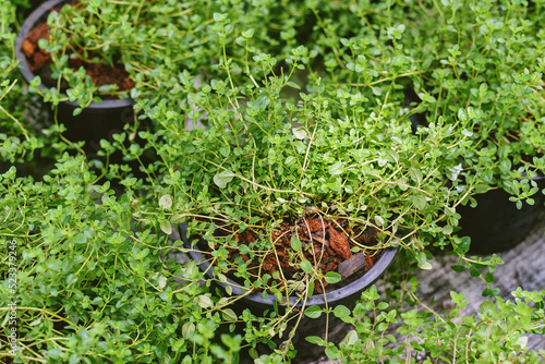 Fresh green herb garden, Lemon thyme used to flavour poultry, seafood, and vegetables. photo