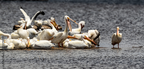 Pelicans on the water