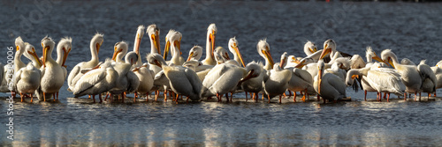 Pelicans on the water