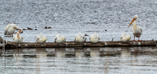 pelicans on the beach