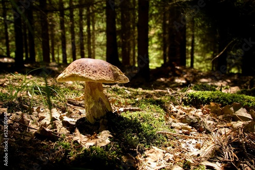 mushroom in the Czech forest (spruce mushroom - Boletus edulis)