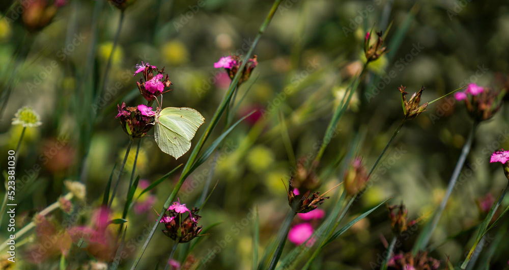 meadow with many insects 