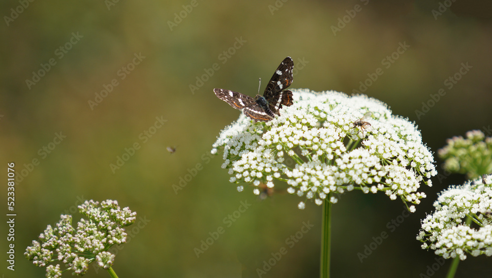 meadow with many insects meadow with many insects