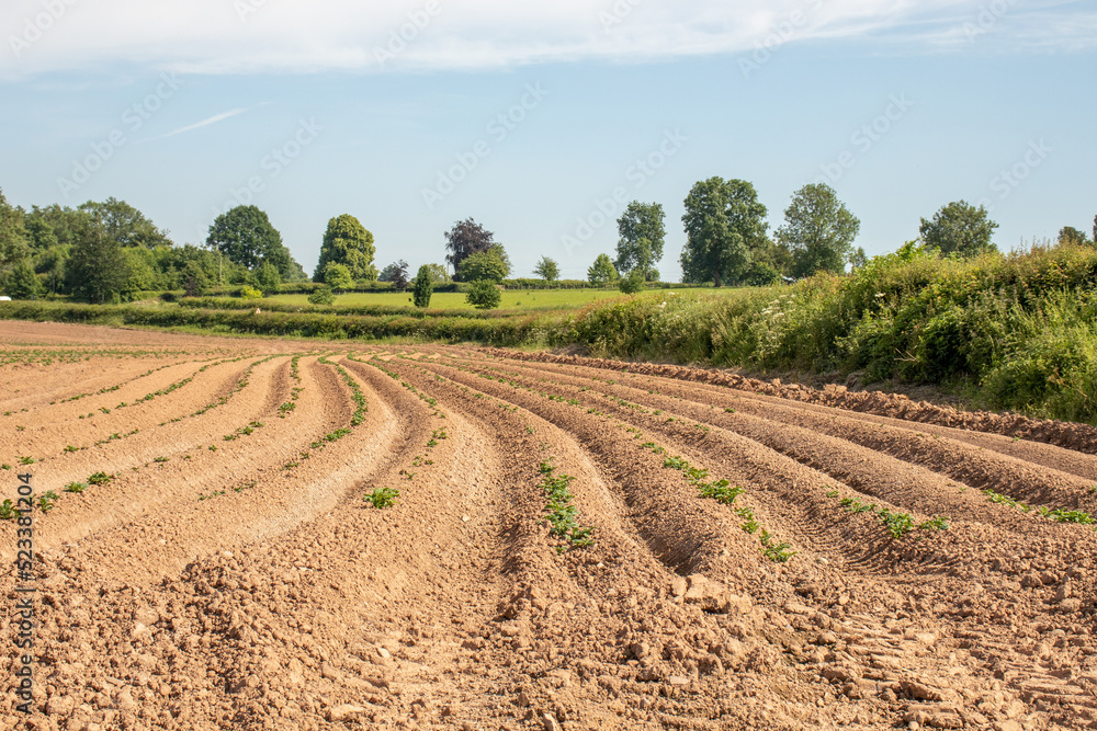 Ploughed fields in the summertime. Ploughed fields in the summertime.