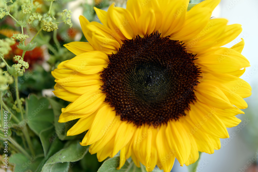 Macro shot: Summer, single blossom of a sunflower