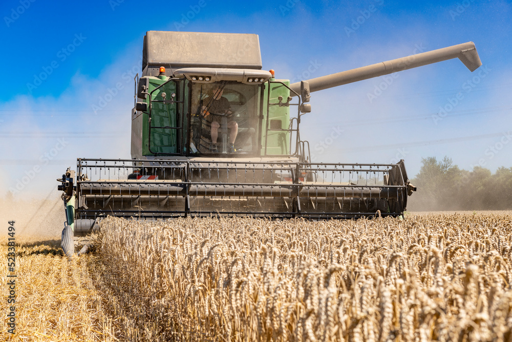 Fototapeta premium Combine harvester during wheat harvest in the field - 4317