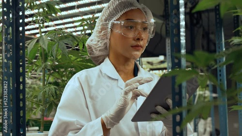 Scientist test cannabis product in curative indoor cannabis farm with scientific equipment before harvesting to produce cannabis products photo