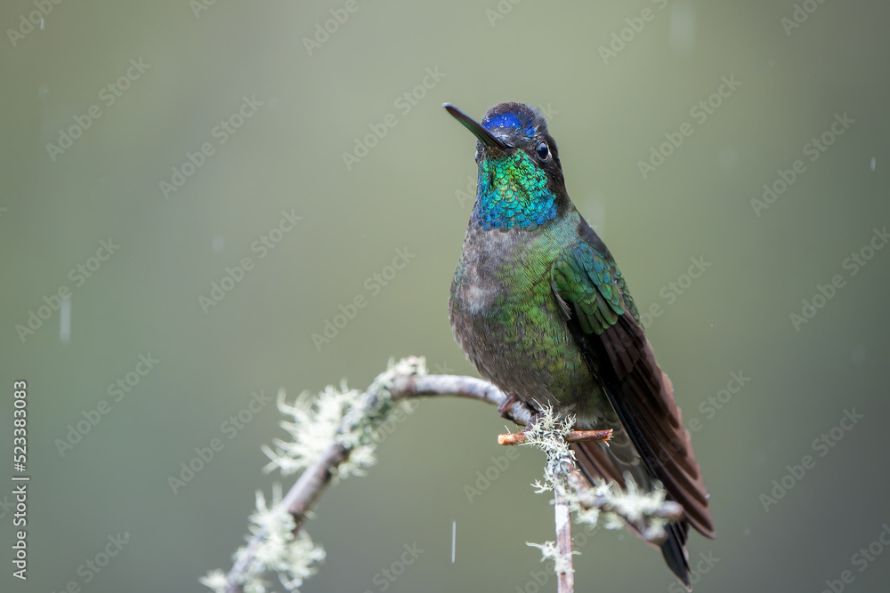 Iridescent Talamanca Hummingbird, Eugenes spectabilis, perched in Costa Rica's Highlands