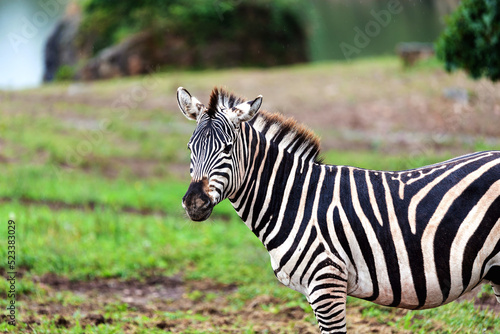 picture of a male zebra