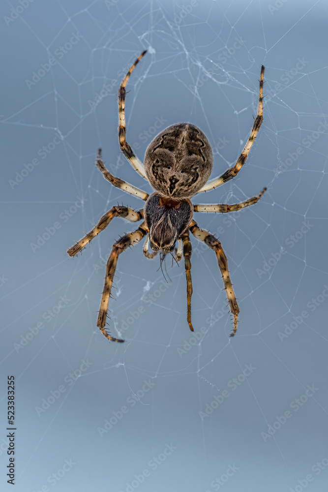 Cat-faced Spider (Araneus gemmoides) Waiting for Prey Cat-faced Spider (Araneus gemmoides) Waiting for Prey