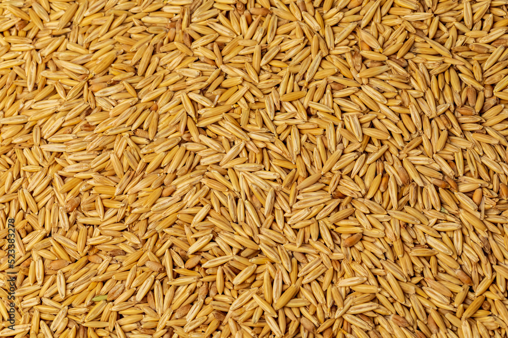 Closeup of oat seed. Oat farming, trade and agriculture concept