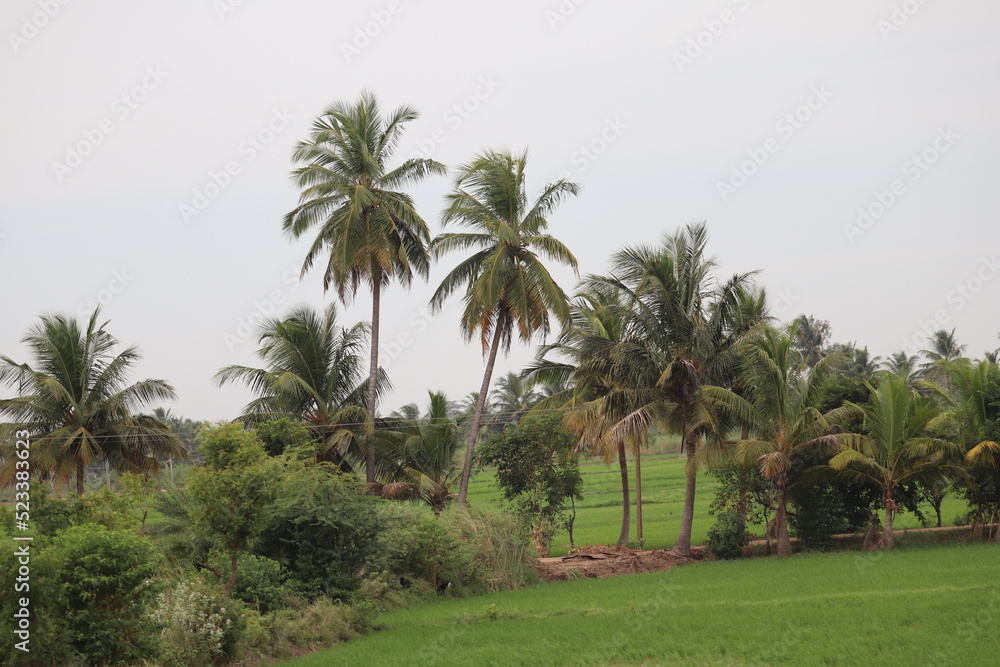 palm tree or Coconut tree in the garden