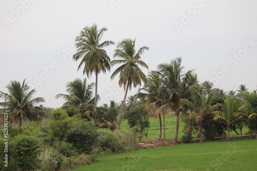 palm tree or Coconut tree in the garden