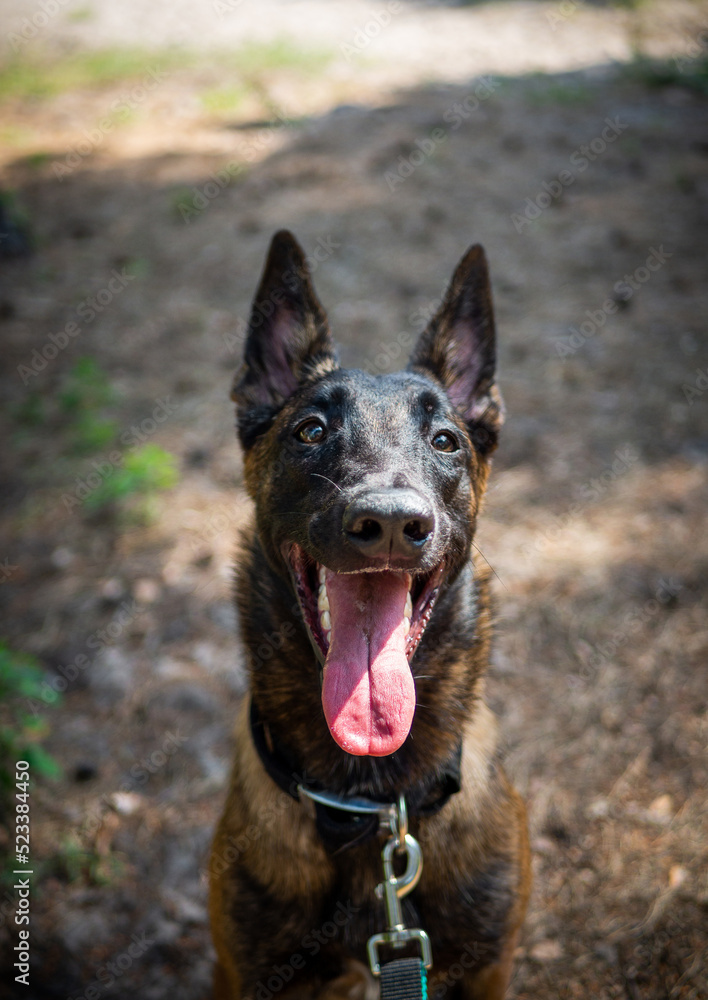 Portrait of a Belgian shepherd dog, on a walk in a green park. Portrait of a Belgian shepherd dog, on a walk in a green park.