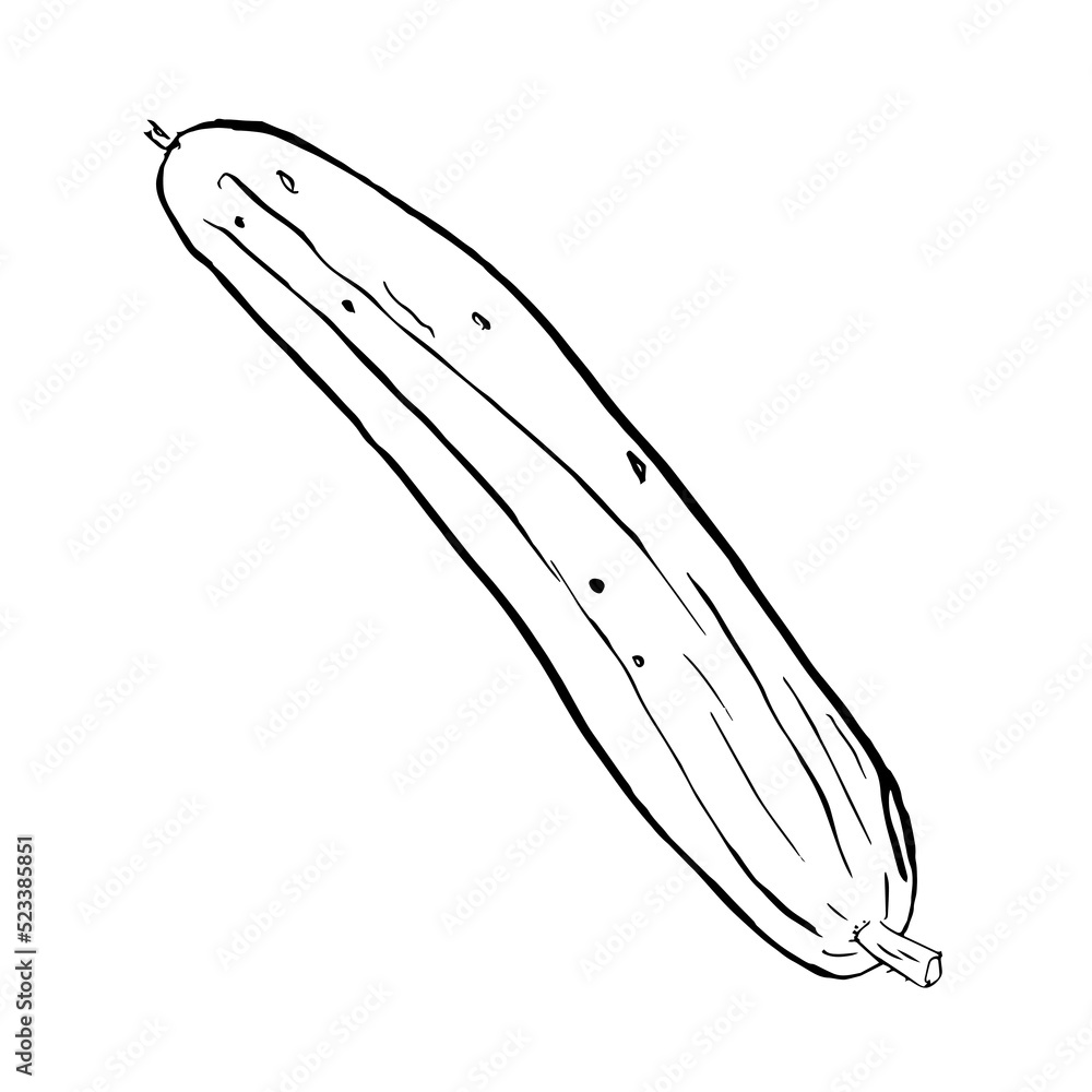 cucumber sketch. Monochrome outline of cucumber isolated on white cucumber sketch. Monochrome outline of cucumber isolated on white