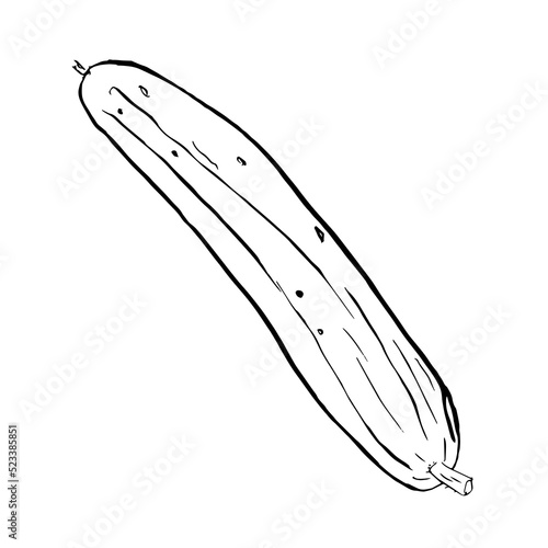 cucumber sketch. Monochrome outline of cucumber isolated on white