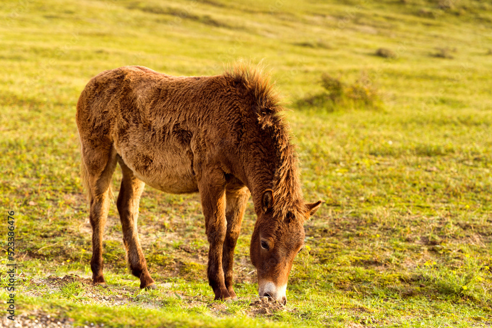 A Konik foal grazing in the North Holland dune reserve. Netherlands. A Konik foal grazing in the North Holland dune reserve. Netherlands.