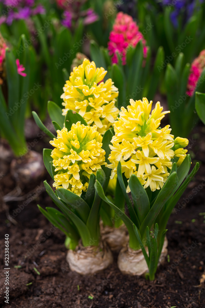 Growing yellow hiacynths Growing yellow hiacynths