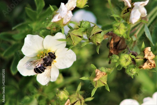 bee on a flower