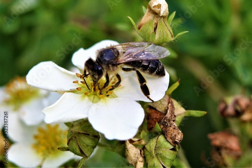 bee on a flower © стрекоза