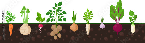 Vegetables in ground. Garden fresh veggies, turnip potato root, carrot and onion vegetable. Planted radish grow, agriculture farm garish vector banner