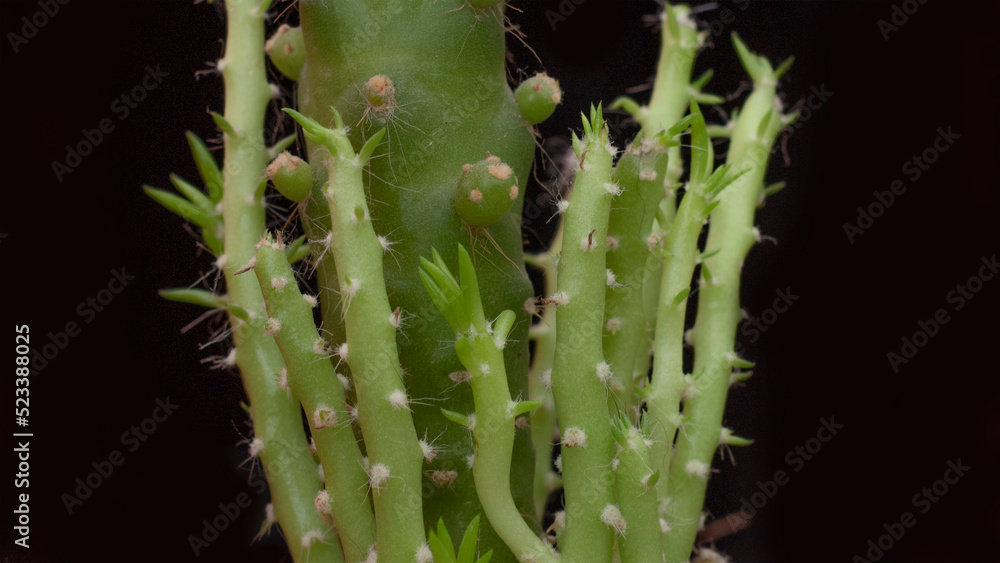 Fototapeta premium cactus