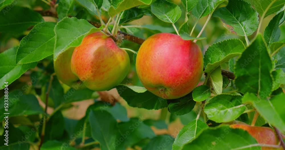 Ripe rosy apples on a branch among the vivid green foliage. Autumn harvest. Ruddy fresh juicy sour eco vegan food on apple tree. Windy weather. Gardening. Close up. Ripe rosy apples on a branch among the vivid green foliage. Autumn harvest. Ruddy fresh juicy sour eco vegan food on apple tree. Windy weather. Gardening. Close up.