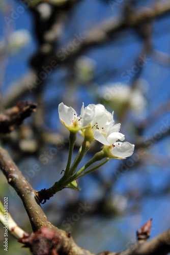 blooming tree © Aaliyah