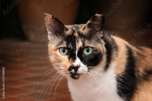 Feral Calico Cat with Clipped or Tipped Ears to indicate that the animal has been spayed or neutered. Intense stare Beautiful Green Eyes photo