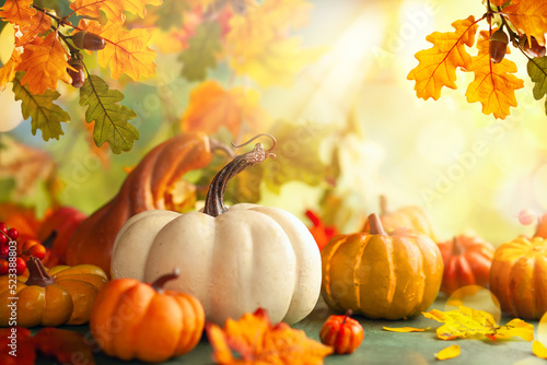Festive autumn decor from pumpkins, berries and oak leaves. Concept of Thanks...