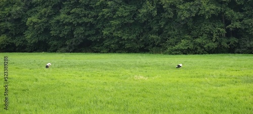 Zwei Störche auf Feld