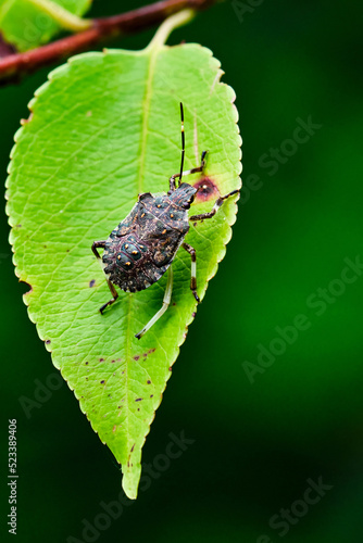 Close up of a Brown Marmorated Stink Bug on a green leaf © David