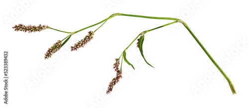 Twig of Persicaria flowers ...