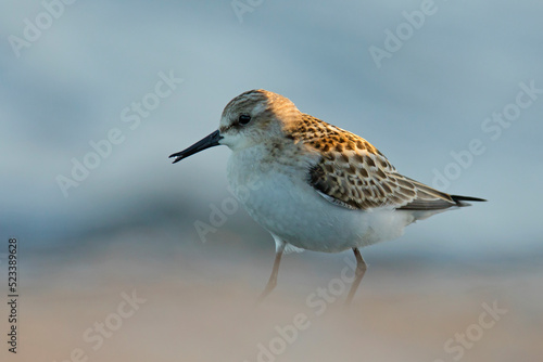 Biegus malutki (Calidris minuta) photo