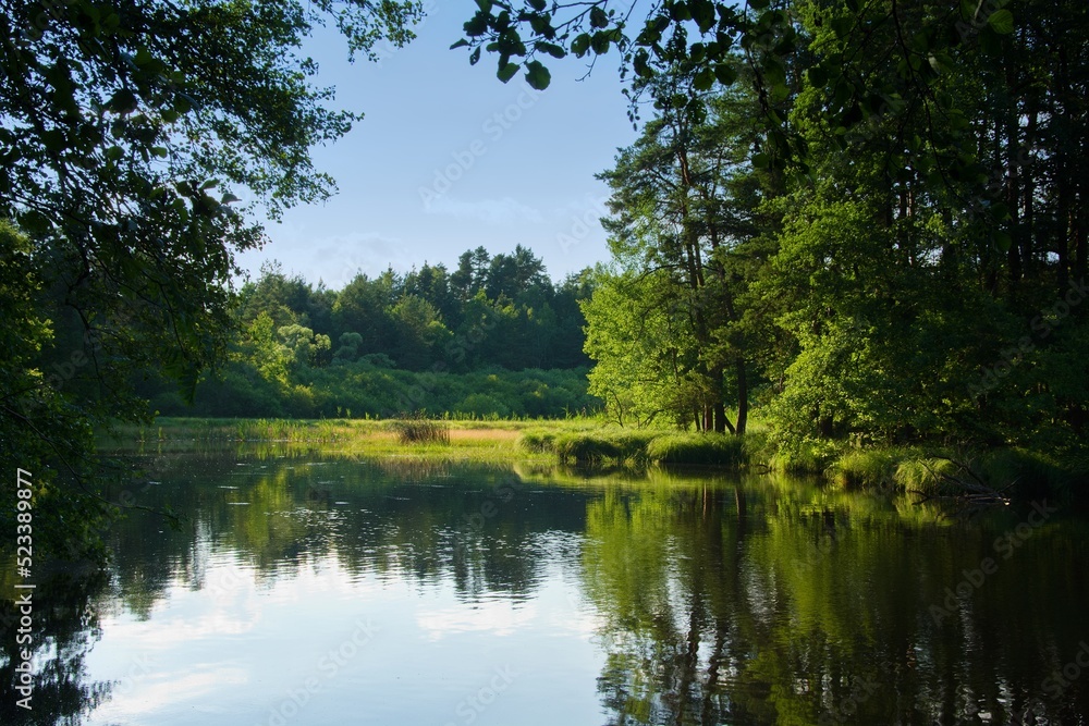 pond in the forest