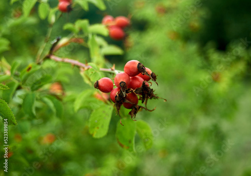 Rosehip clusters ripen on branches