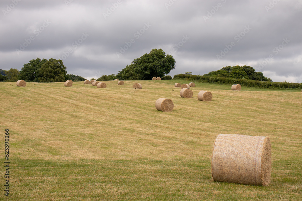Fototapeta premium Bales of straw in the countryside.