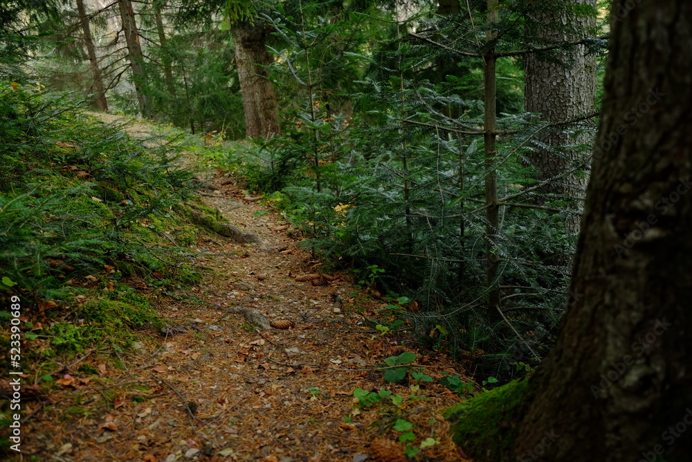 Path in a coniferous forest with moss, Carpathians, Trekking in the Carpathians