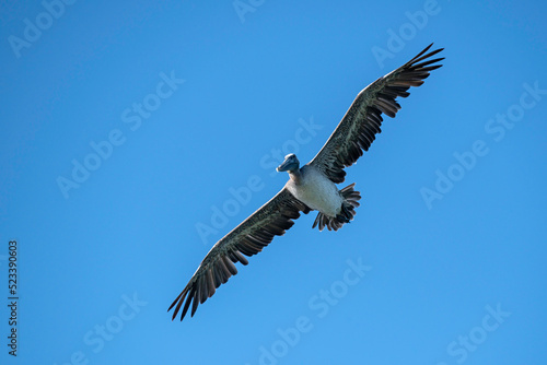 Brown Pelican  a large seabird common along the Atlantic coast  in flight in a cloudless sky.