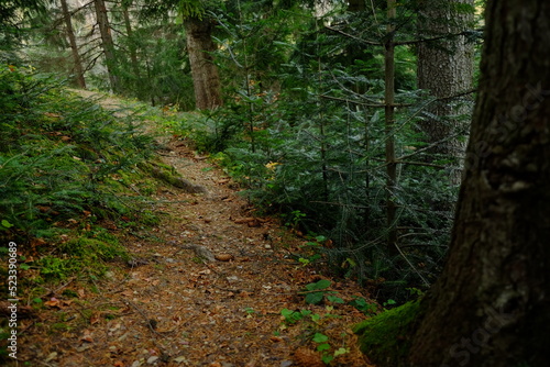 Path in a coniferous forest with moss  Carpathians  Trekking in the Carpathians