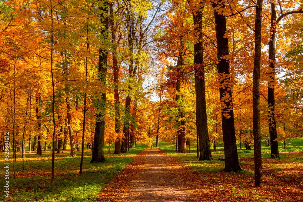 Autumn foliage in Catherine park, Pushkin, Saint Petersburg, Russia