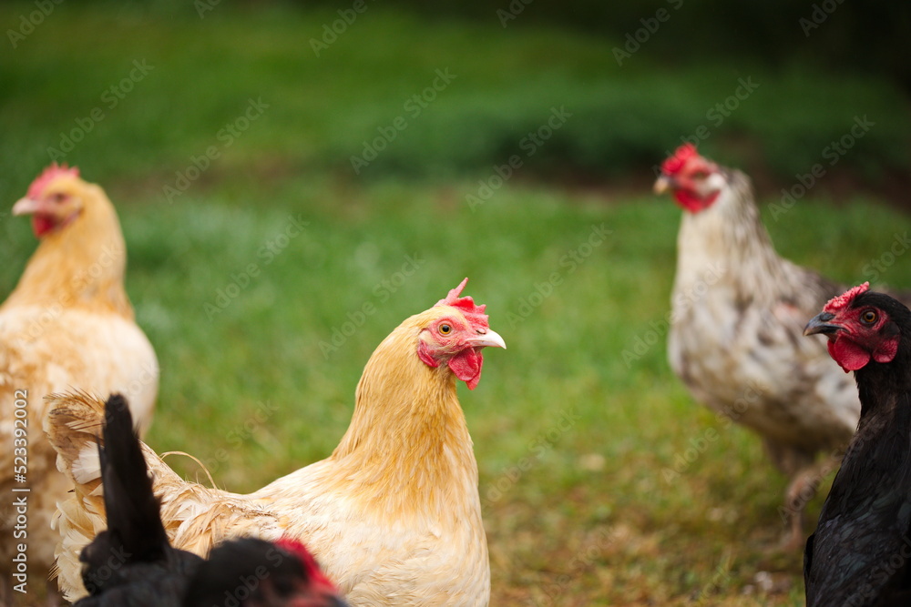 Fototapeta premium Chickens on a small farm in the country. Small scale poultry farming in Ontario, Canada.